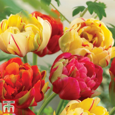 Tulip Colour Carnival 32 Bulbs (Size 11/12) - 3