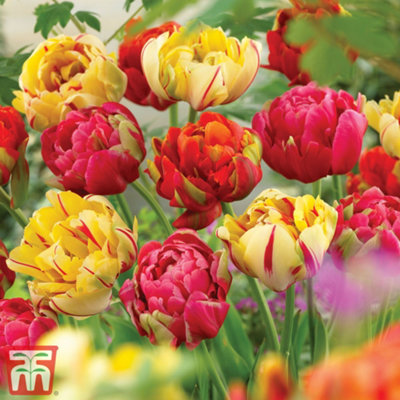 Tulip Colour Carnival 32 Bulbs (Size 11/12) - 4