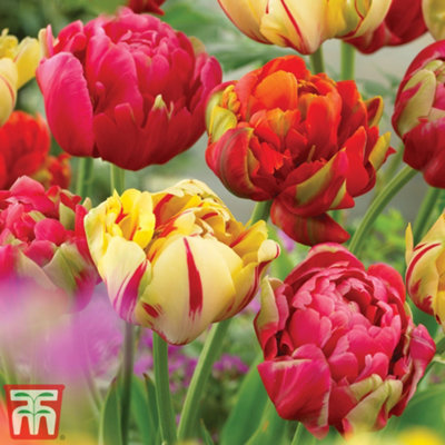 Tulip Colour Carnival 64 Bulbs (Size 11/12)