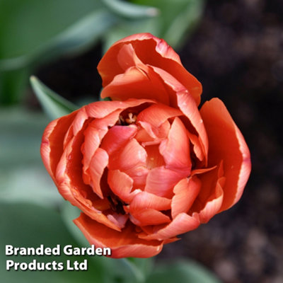Tulip Copper Image 32 Bulbs (Size 11/12) - 3