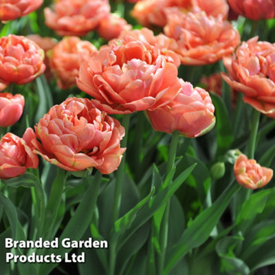 Tulip Copper Image 8 Bulbs (Size 11/12)