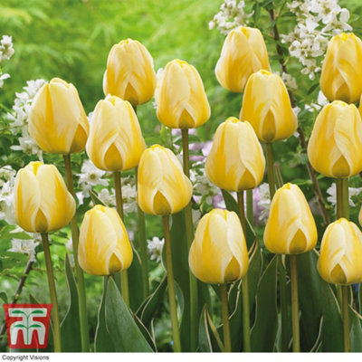 Tulip Cream Cocktail 32 Bulbs (Size 11/12)