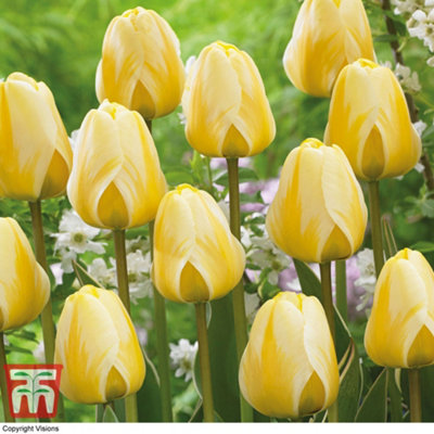 Tulip Cream Cocktail 32 Bulbs (Size 11/12)