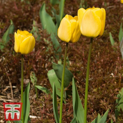 Tulip Darwin Hybrid Golden Apeldoorn 10 Bulbs