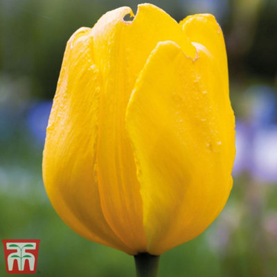 Tulip Darwin Hybrid Golden Apeldoorn 10 Bulbs