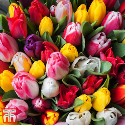 Tulip Darwin Mixed 16 Bulbs (Size 10/11)