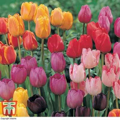 Tulip Darwin Mixed 16 Bulbs (Size 10/11)