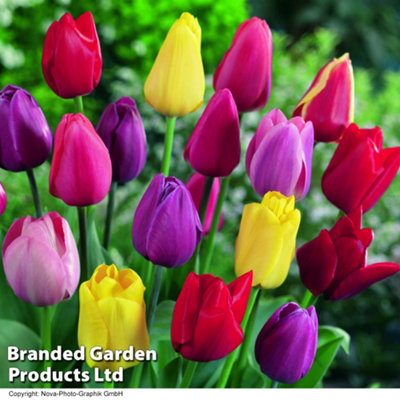 Tulip Darwin Mixed 32 Bulbs (Size 10/11)