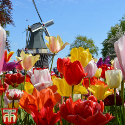 Tulip Delightfully Dutch Mix 200 Bulbs