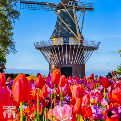 Tulip Delightfully Dutch Mix 200 Bulbs - 3