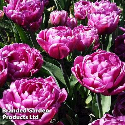 Tulip Double Flag 32 Bulbs (Size 11/12)