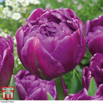 Tulip Double Flag 32 Bulbs (Size 11/12)