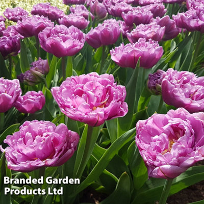 Tulip Double Flag 32 Bulbs (Size 11/12) - 3