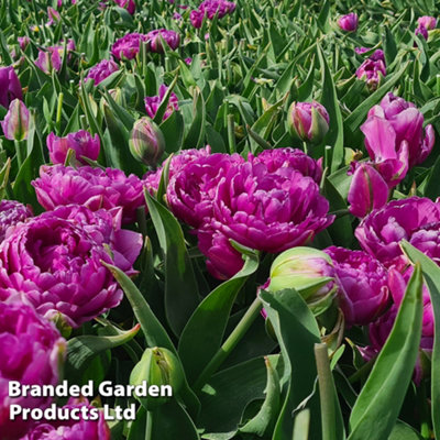 Tulip Double Flag 32 Bulbs (Size 11/12) - 5