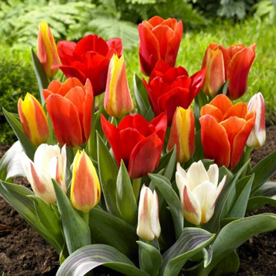 Tulip Dwarf Mixed Flowering Bulbs - Vibrant Blooms (25 Pack)