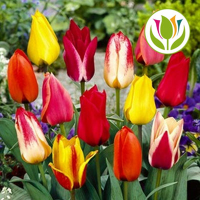 Tulip Dwarf Mixed Flowering Bulbs - Vibrant Blooms (50 Pack)