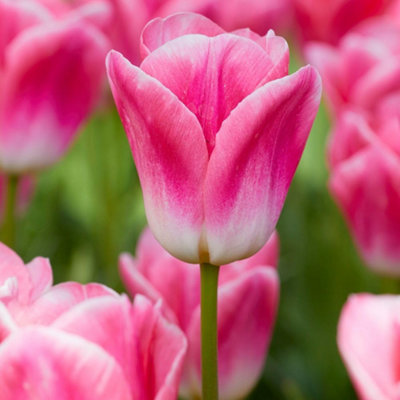 Tulip Dynasty Pink Triumph 10 Spring Flowering Bulbs for Beds Borders ...