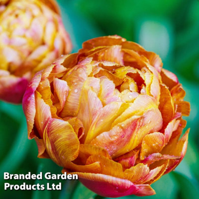 Tulip Early Double Brownie 10 Bulbs DIY at B&Q