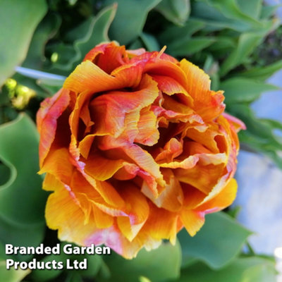 Tulip Early Double Brownie 10 Bulbs