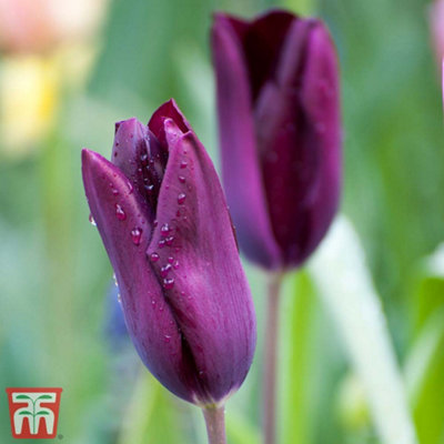Tulip Early Havran 10 Spring Bulbs