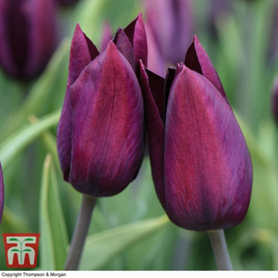 Tulip Early Havran 10 Spring Bulbs