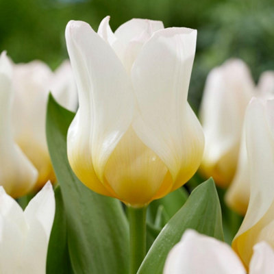 Tulip Eco White Bulbs - Elegant Vase-Shaped Blooms Golden Centers to ...