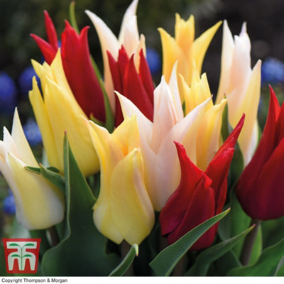 Tulip Elegant Mix 16 Bulbs (Size 11/12)