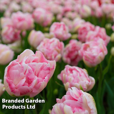 Tulip Finola 32 Bulbs (Size 11/12)