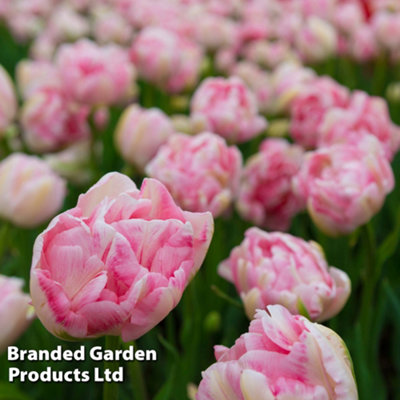 Tulip Finola 32 Bulbs (Size 11/12) - 3