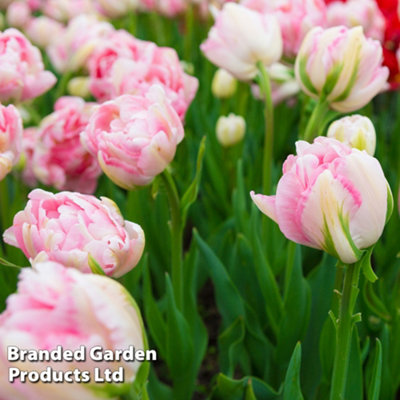 Tulip Finola 8 Bulbs (Size 11/12)