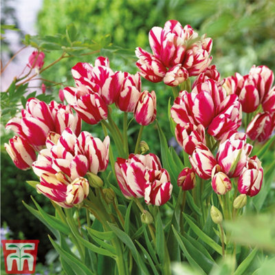 Tulip Flaming Club 8 Bulbs (Size 11/12)