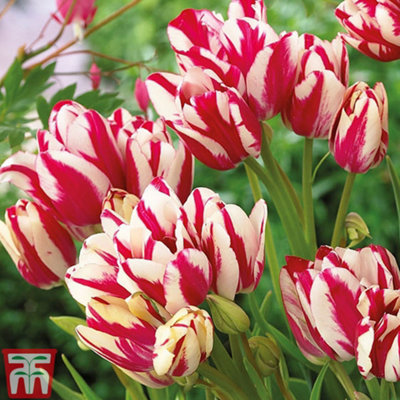 Tulip Flaming Club 8 Bulbs (Size 11/12)