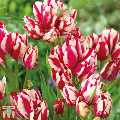 Tulip Flaming Club 8 Bulbs (Size 11/12) - 3
