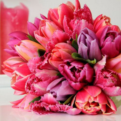 Tulip Florist's Treat Mixed 32 Bulbs (Size 11/12) - 4