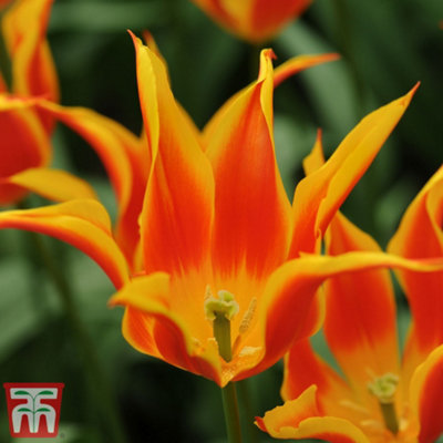 Tulip Fly Away 8 Bulbs (Size 11/12)