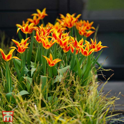 Tulip Fly Away 8 Bulbs (Size 11/12)
