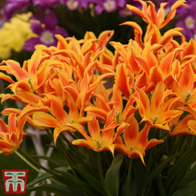 Tulip Fly Away 8 Bulbs (Size 11/12) - 3