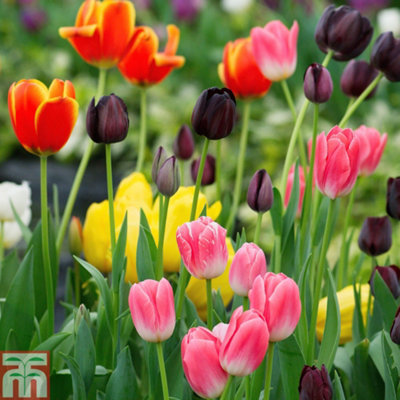 Tulip Full Border Mix 64 Bulbs (Size 11/12) - 3