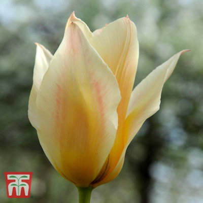 Tulip Fur Elise 15 Spring Bulbs