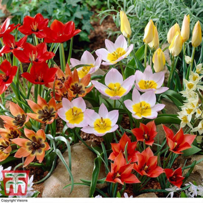 Tulip Ground Cover Mix 100 Bulbs (Size 05/06)