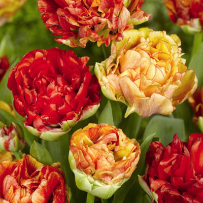 Tulip Gudoshnik 8 x Bulbs - Spring Flowering