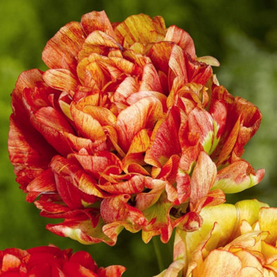 Tulip Gudoshnik 8 x Bulbs - Spring Flowering - 3