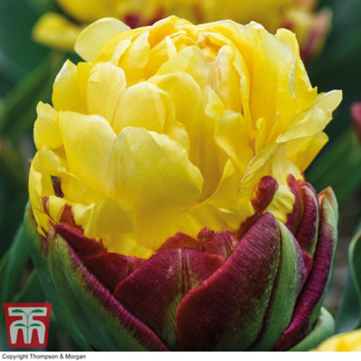 Tulip Ice Cream Yellow 1 Bulbs (Size 12+)