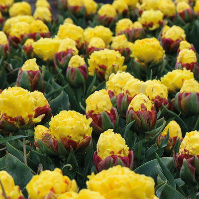 Tulip Ice Cream Yellow 1 Bulbs (Size 12+)