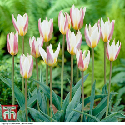Tulip Ice Stick 15 Bulbs (Size 10/11)