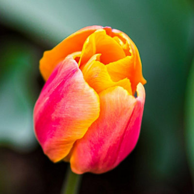 Tulip Jimmy 8 Bulbs - Summer Flowering