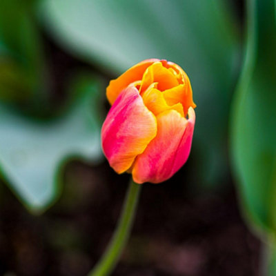 Tulip Jimmy 8 Bulbs - Summer Flowering