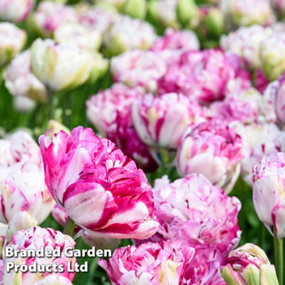 Tulip Jonquires 8 Bulbs (Size 11/12)