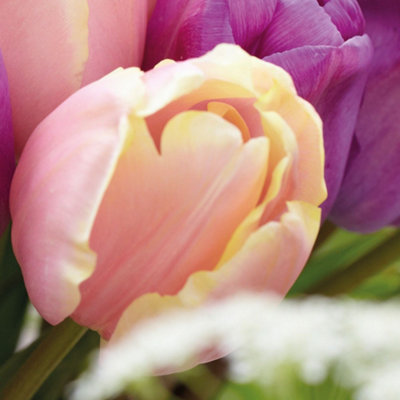 Tulip Magic Lavender & Mango Charm 10 Bulbs (Size 11/12)