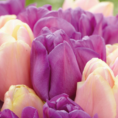 Tulip Magic Lavender & Mango Charm 40 Bulbs (Size 11/12) - 3